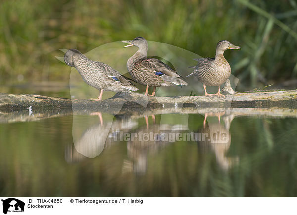 Stockenten / mallards / THA-04650