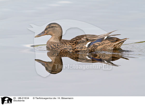 Stockente / mallard / HB-01634