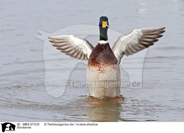 Stockente / mallard / MBS-07335