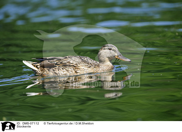 Stockente / mallard / DMS-07112