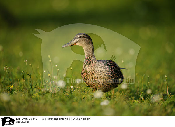 Stockente / mallard / DMS-07118