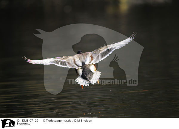 Stockente / mallard / DMS-07125