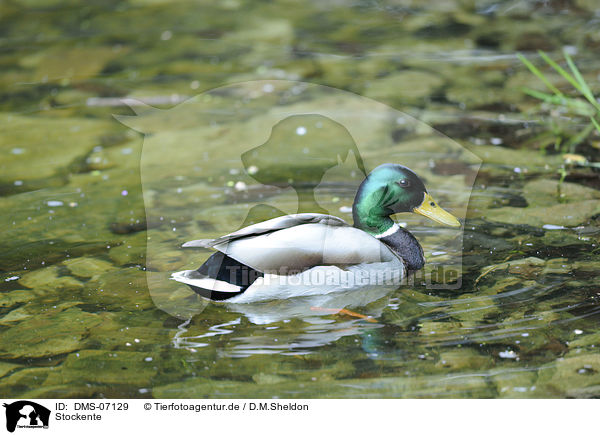 Stockente / mallard / DMS-07129