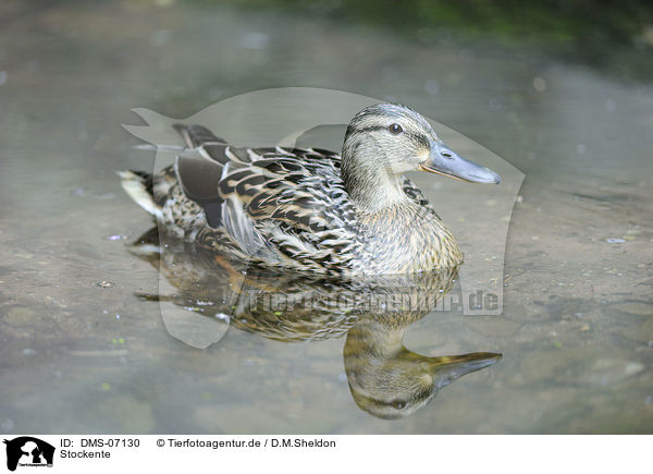 Stockente / mallard / DMS-07130