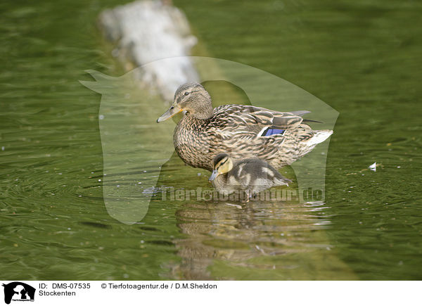 Stockenten / mallards / DMS-07535