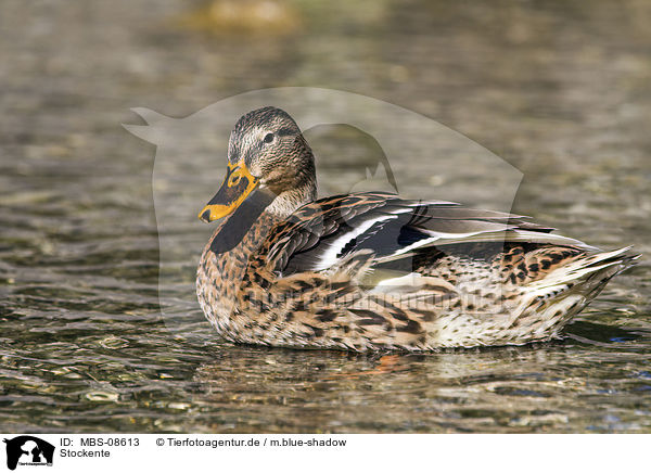 Stockente / mallard / MBS-08613