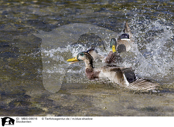 Stockenten / mallards / MBS-08616