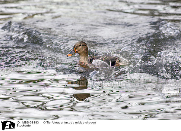 Stockente / mallard / MBS-08883
