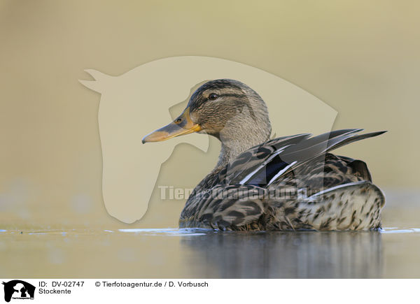 Stockente / mallard / DV-02747