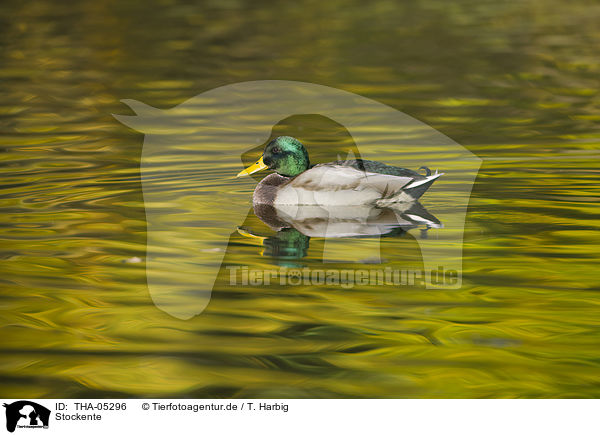 Stockente / mallard / THA-05296