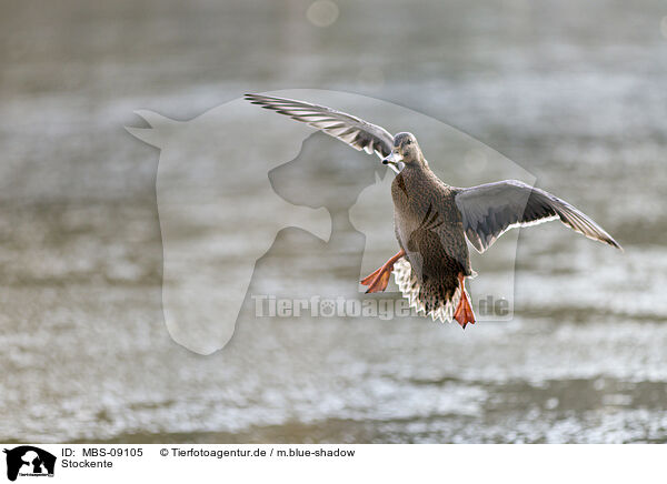 Stockente / mallard / MBS-09105