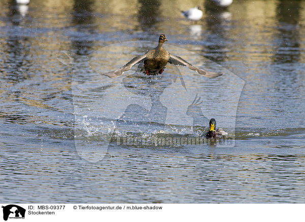 Stockenten / mallards / MBS-09377