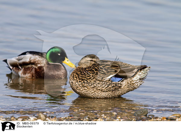 Stockenten / mallards / MBS-09379