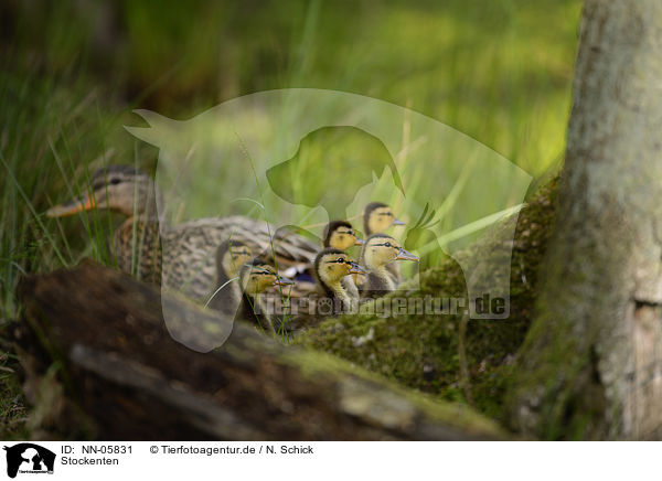 Stockenten / mallards / NN-05831