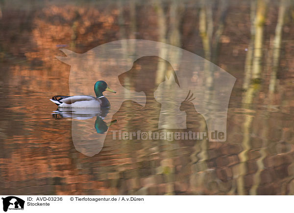 Stockente / AVD-03236