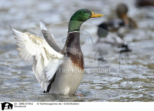 Stockente / mallard / DMS-07942