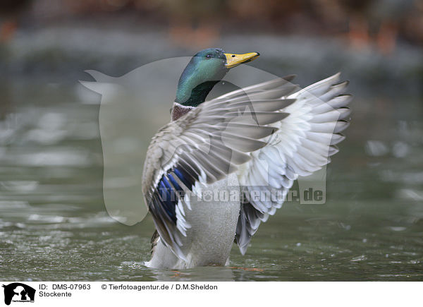 Stockente / mallard / DMS-07963