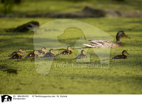 Stockenten / mallards / NN-06435