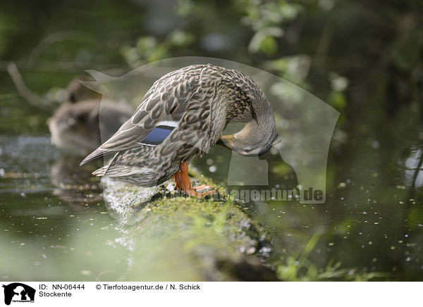 Stockente / mallard / NN-06444