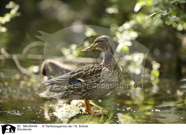 Stockente / mallard / NN-06446
