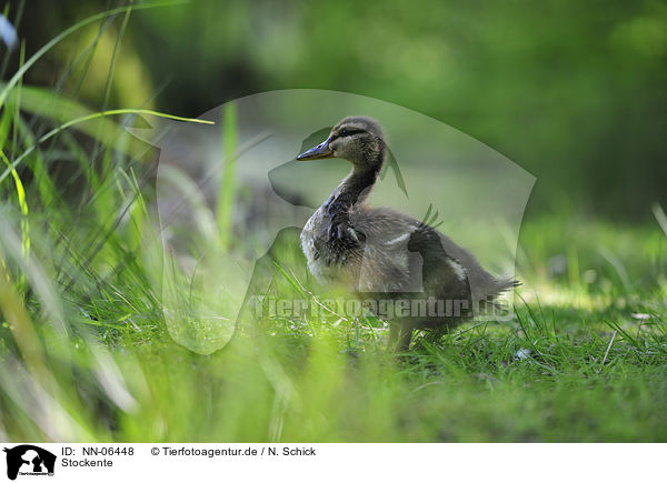 Stockente / mallard / NN-06448