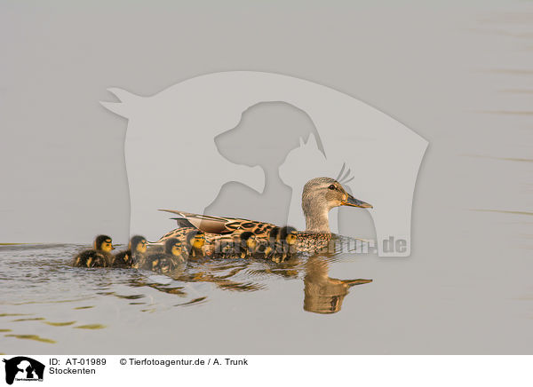 Stockenten / mallards / AT-01989