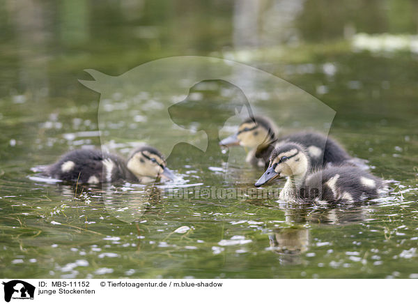 junge Stockenten / young mallards / MBS-11152