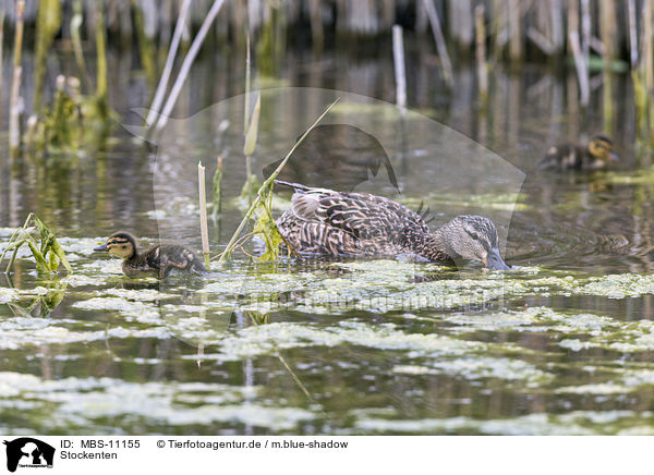 Stockenten / mallards / MBS-11155