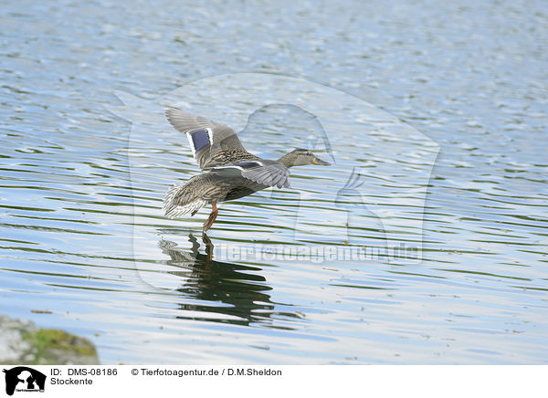 Stockente / mallard / DMS-08186