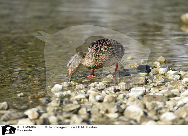 Stockente / mallard / DMS-08230