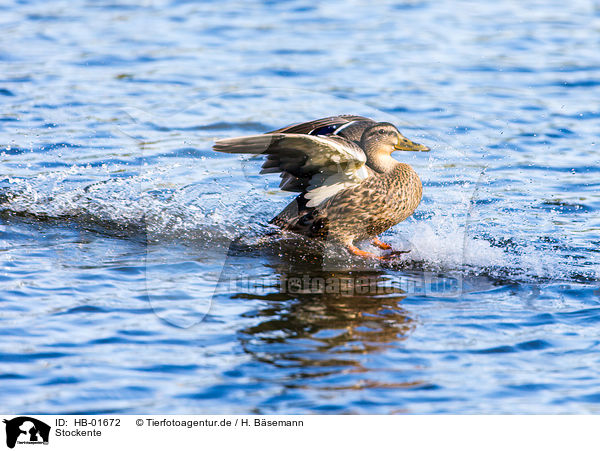 Stockente / mallard / HB-01672