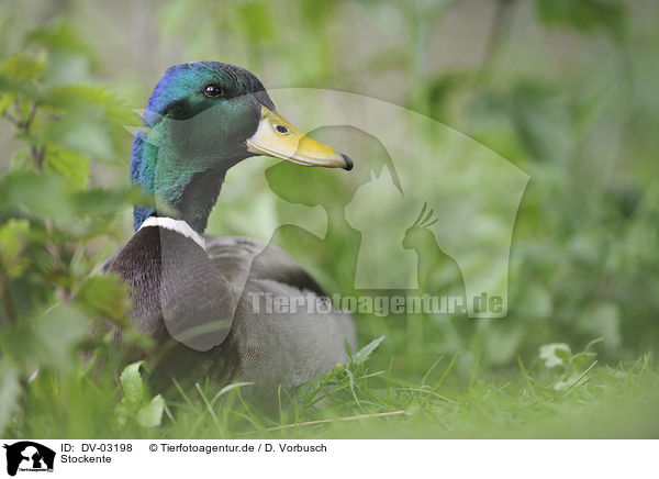 Stockente / DV-03198