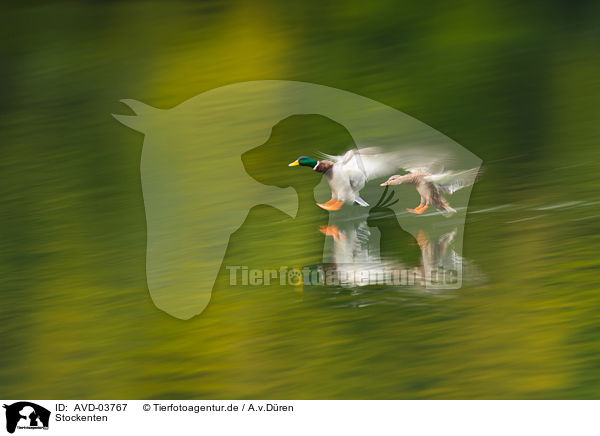 Stockenten / mallards / AVD-03767
