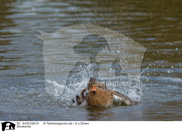 Stockente / AVD-03814