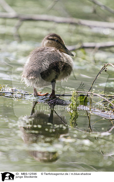 junge Stockente / young mallard / MBS-12596
