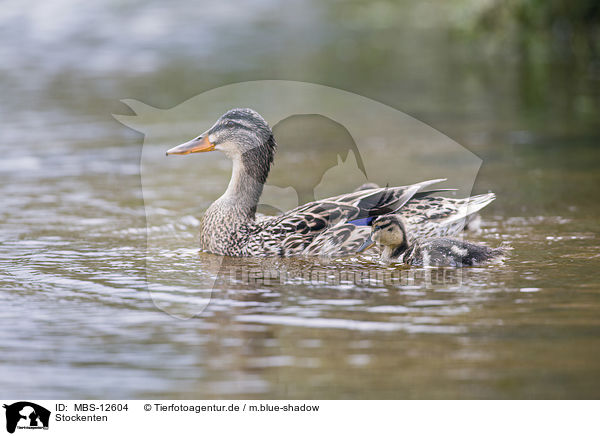 Stockenten / mallards / MBS-12604