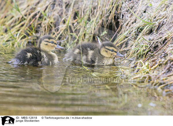 junge Stockenten / young mallards / MBS-12618