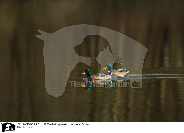 Stockenten / malllards / AVD-03915