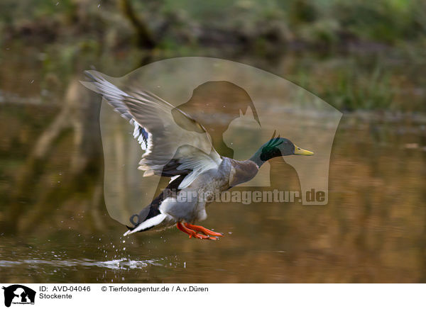 Stockente / mallard / AVD-04046