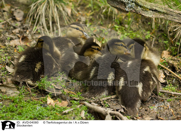 Stockenten / mallards / AVD-04080