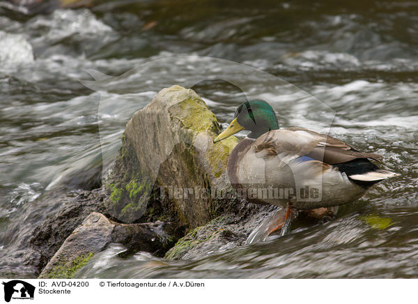 Stockente / mallard / AVD-04200