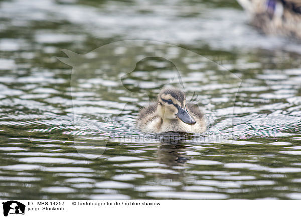 junge Stockente / young mallard / MBS-14257
