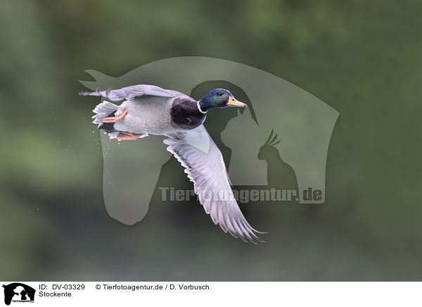 Stockente / mallard / DV-03329