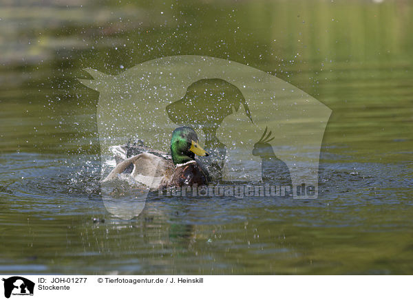 Stockente / mallard / JOH-01277