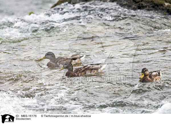 Stockenten / mallards / MBS-16176
