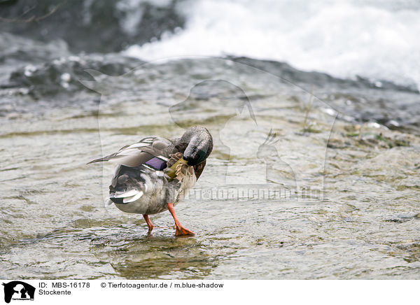 Stockente / mallard / MBS-16178