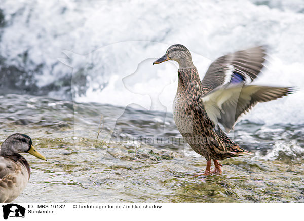 Stockenten / mallards / MBS-16182