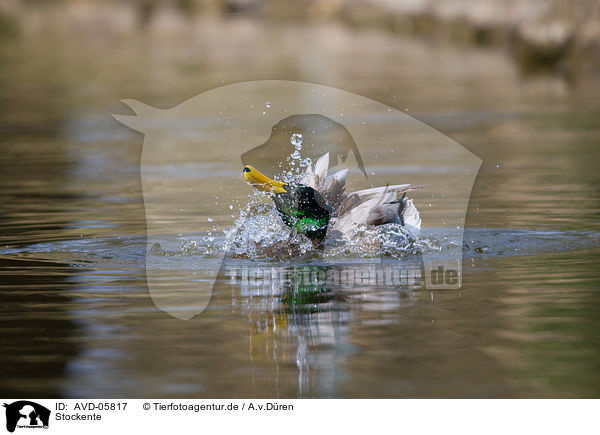 Stockente / mallard / AVD-05817