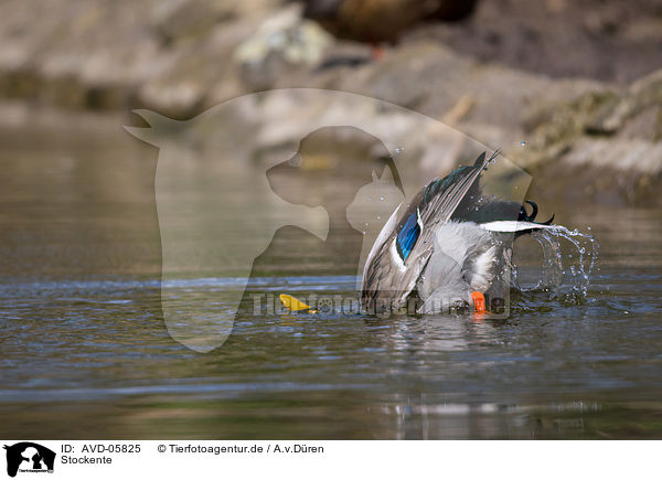 Stockente / mallard / AVD-05825