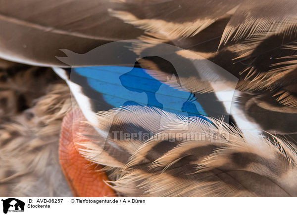 Stockente / mallard / AVD-06257